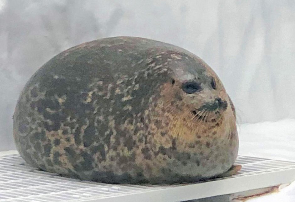 Жирный тюлень