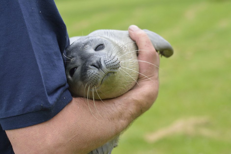 Seals of the bygone