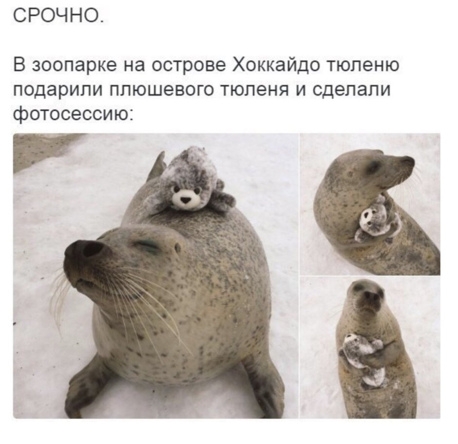 Тюлень с плюшевым тюленем