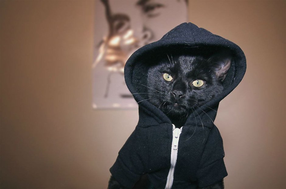 Виталик и кошка