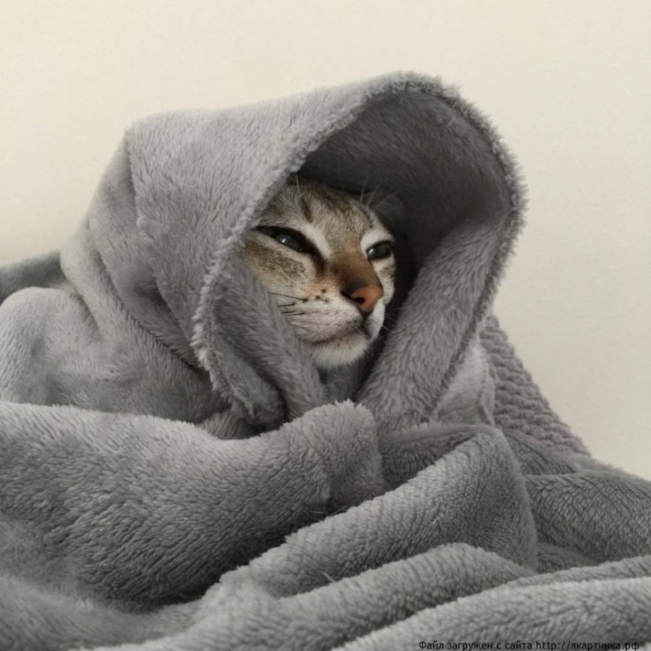 Укутанная в плед
