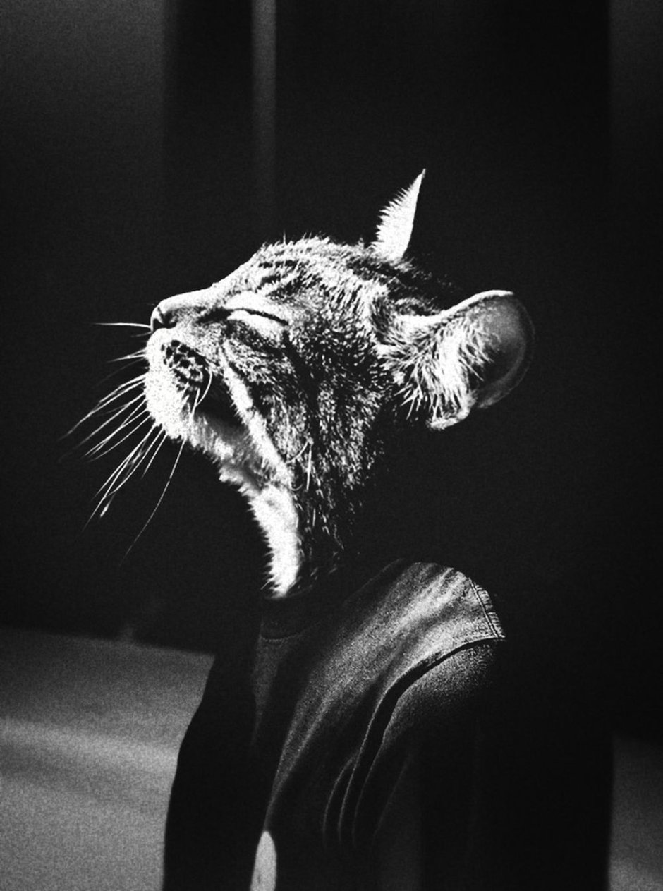 Кот в капюшоне