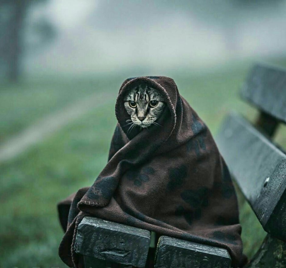 Кот каджит