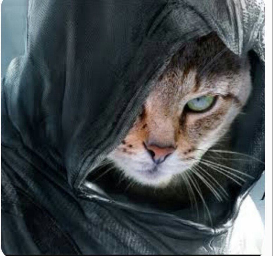 Кошачий капюшон