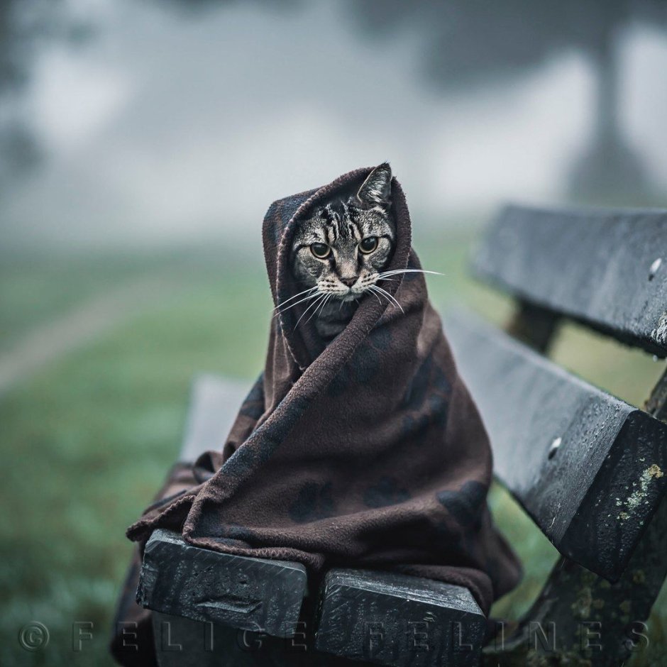 Кот в одеяле на скамейке