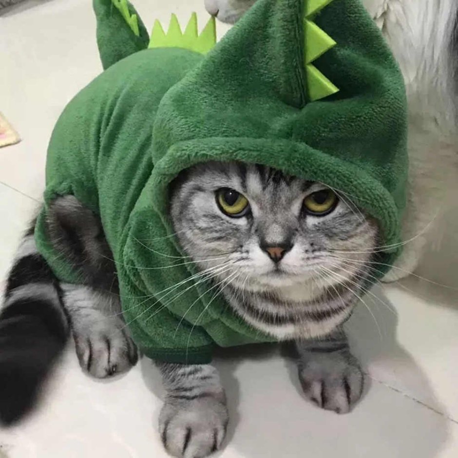 Кот в костюме