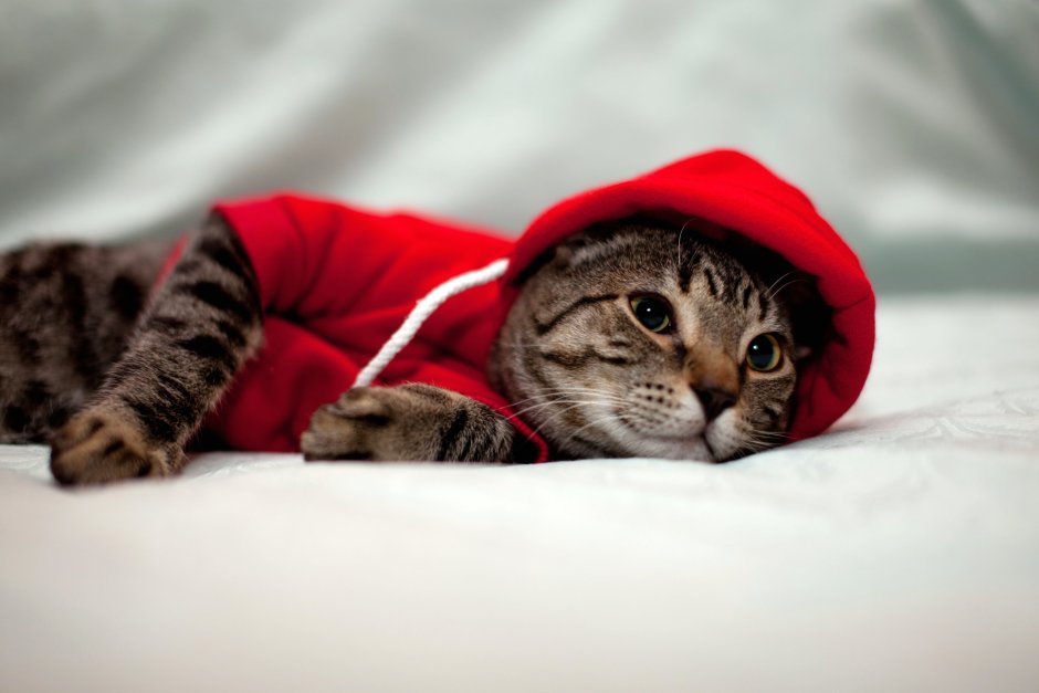 Кот в капюшоне