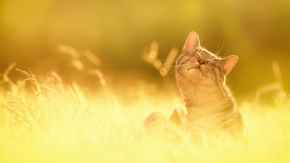 Кошки фото