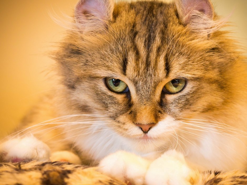 Важные коты