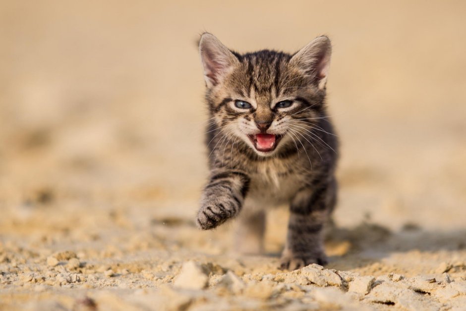 Котенок злюка