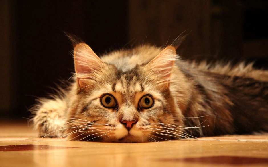 Кошки HD