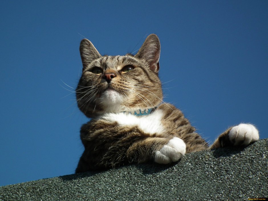 Красивые коты