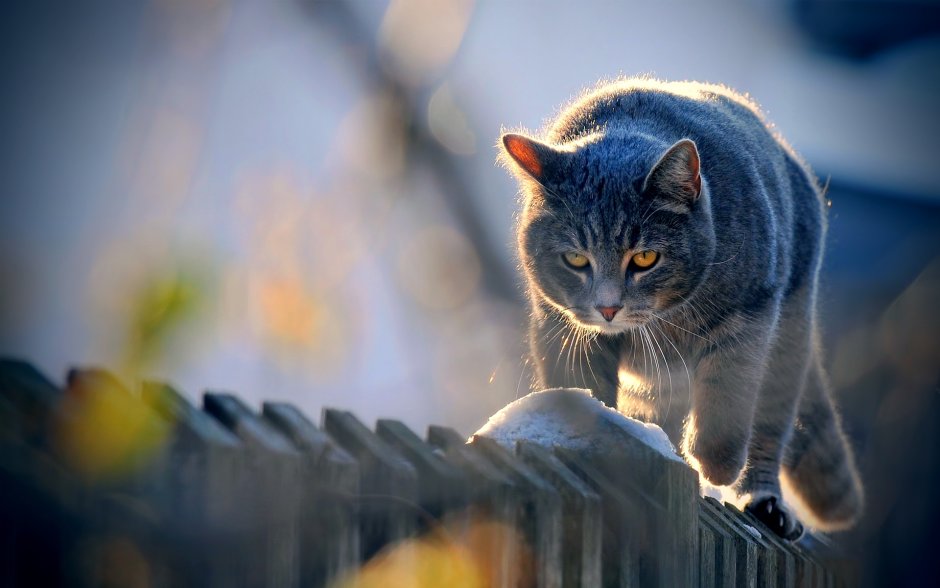 Кот Весна