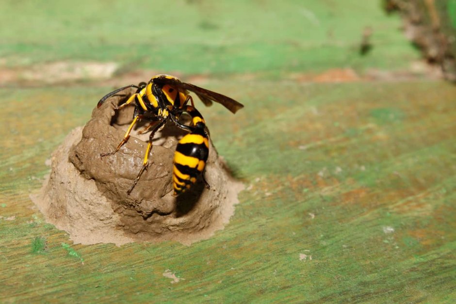 Mud Dauber Bug