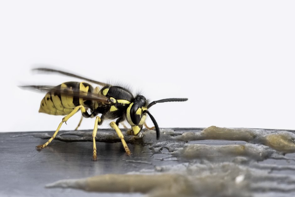 Wasp insect Sting