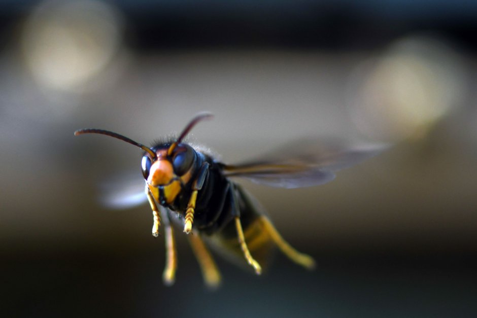 Murder Hornet