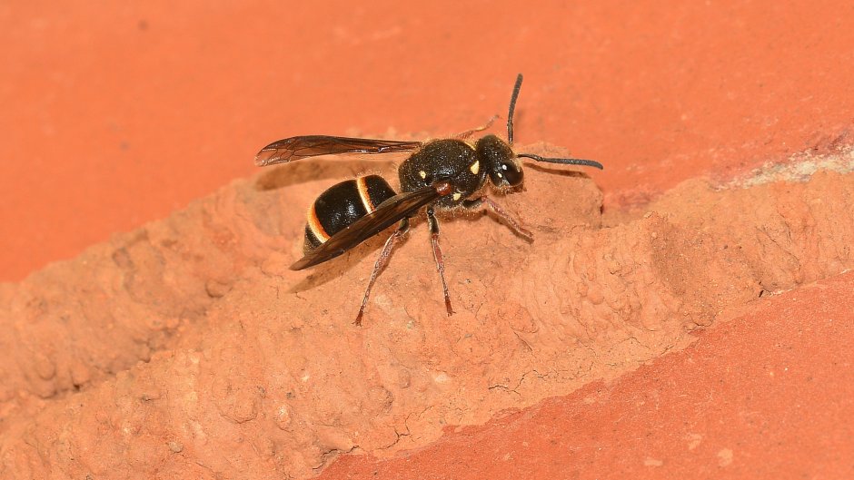 Wasps. In a Hotel