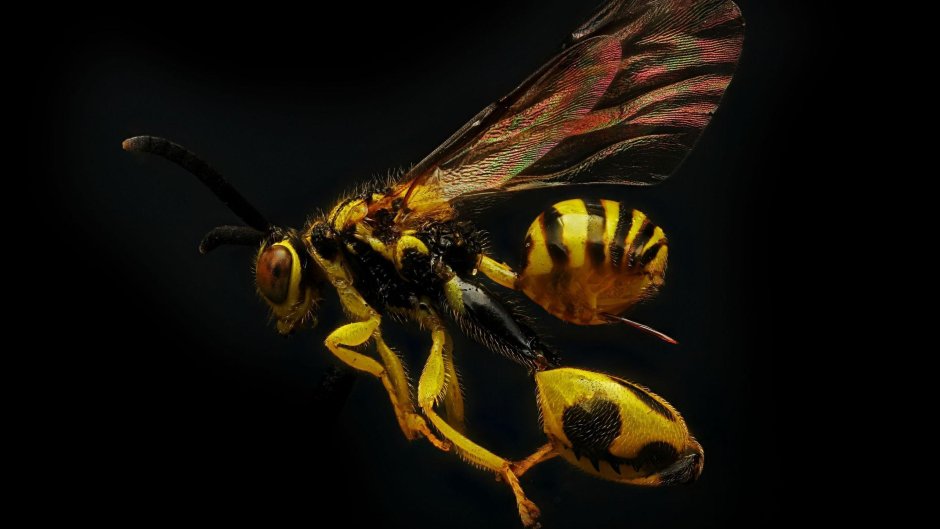 Arion69 Wasp
