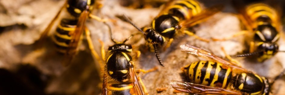 Yellow Jacket animal