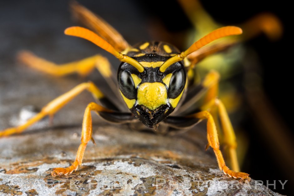 Yellow Jacket насекомое