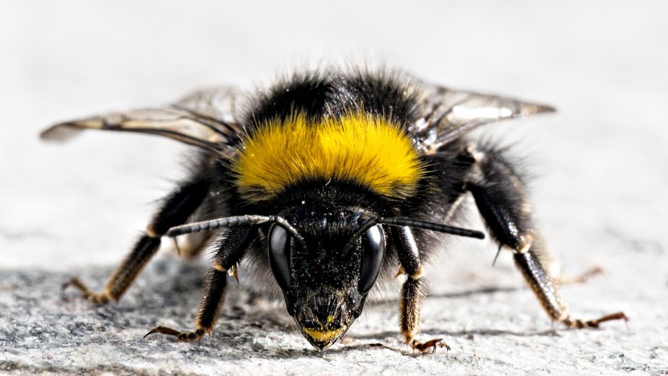 Bumblebee nature Шмель