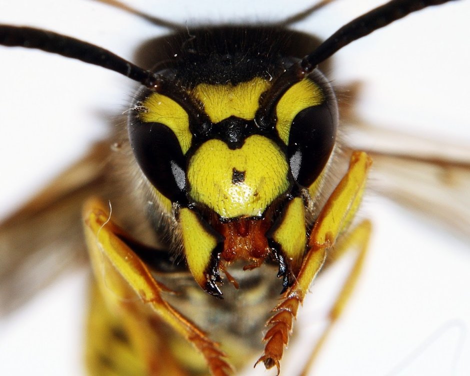 Wasp картинки для детей