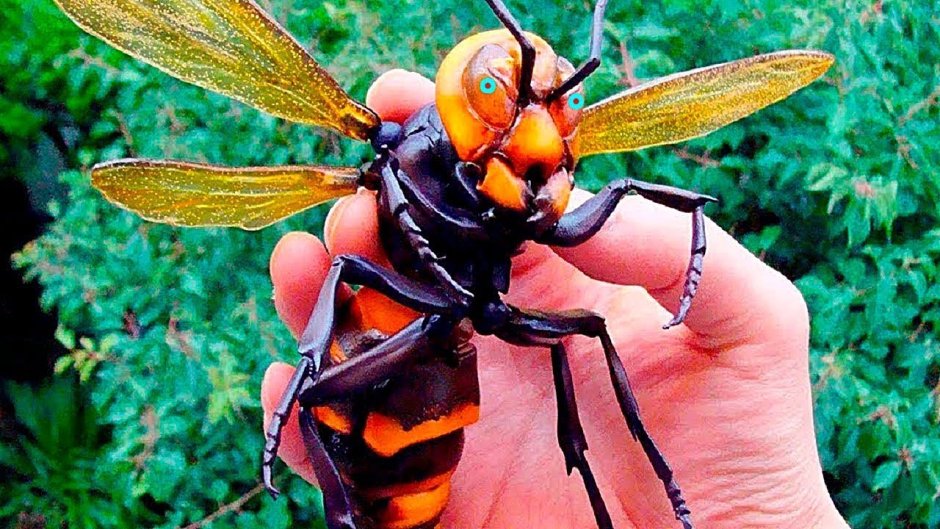 Гигантский азиатский Шершень убийца