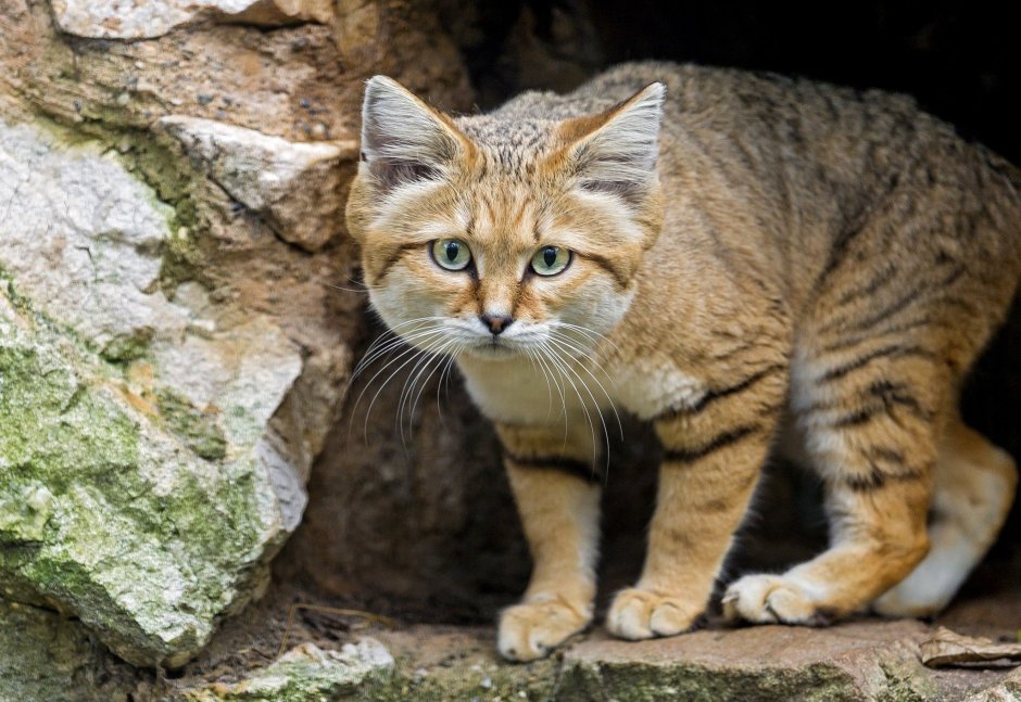 Песчаная барханная кошка