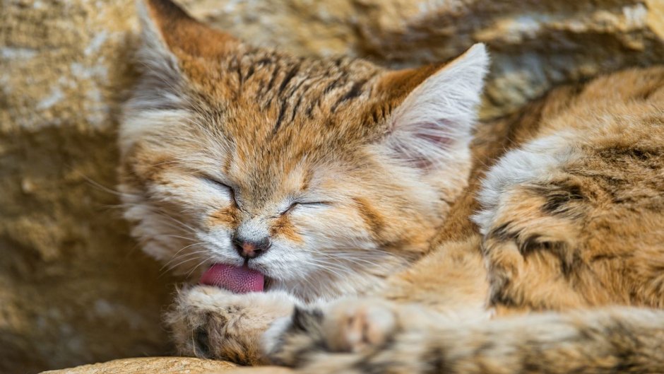 Барханная кошка