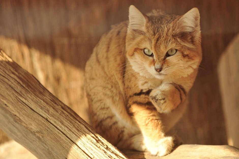 Барханный кот