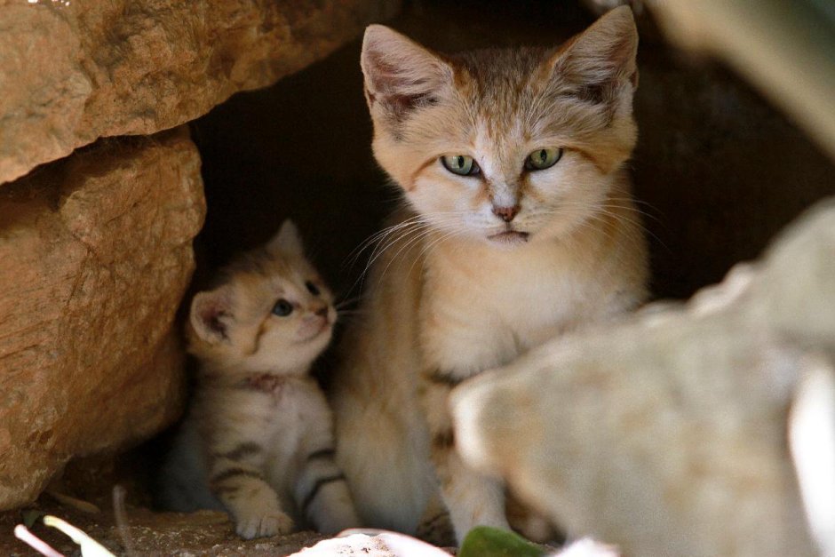 Песчаная барханная кошка