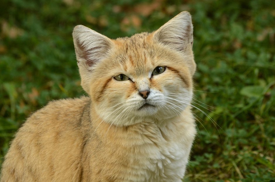 Барханный кот гибрид