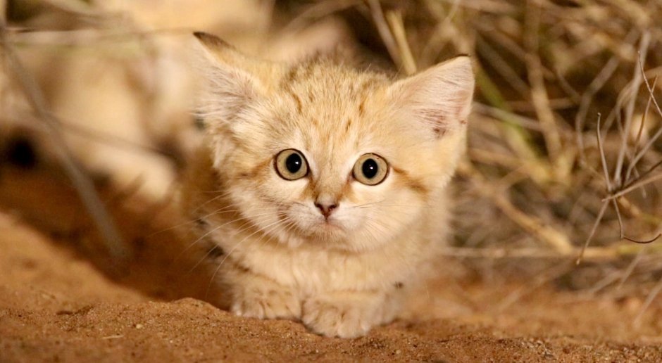 Барханная кошка в норке