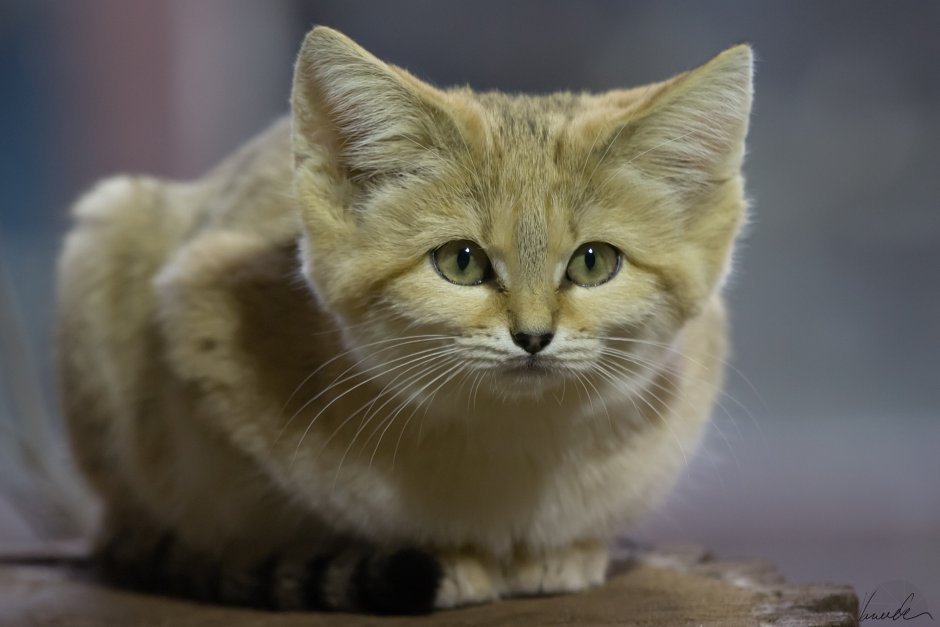 Барханный кот домашний
