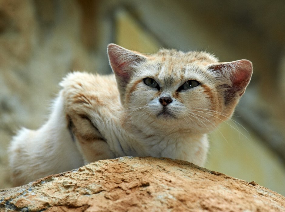 Бархатные коты