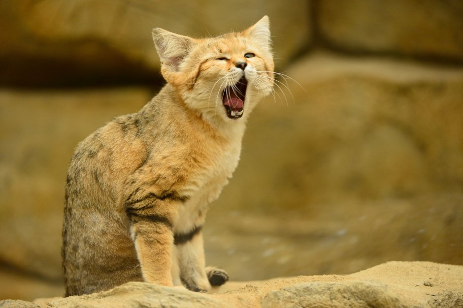Барханная кошка (Песчаная кошка)