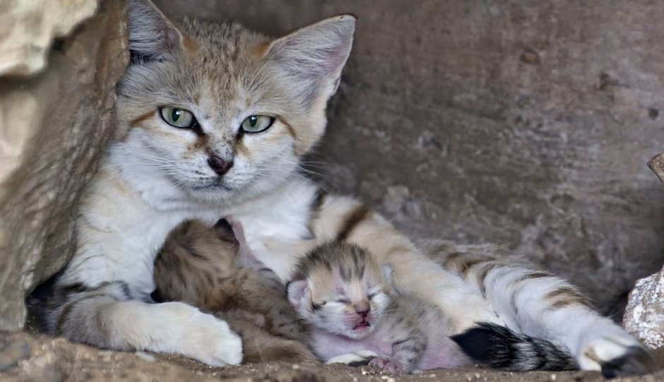 Барханная кошка котята