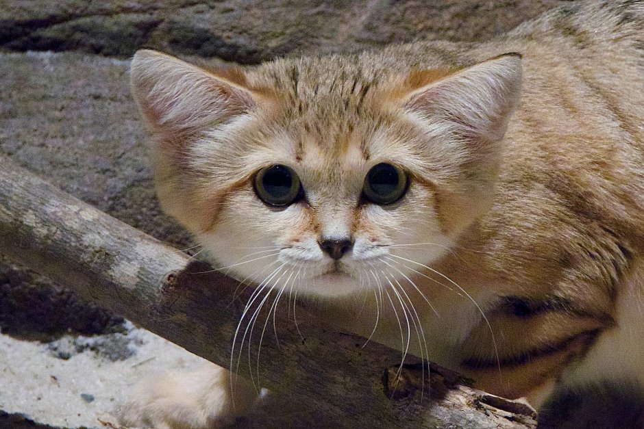 Барханный песчаный кот