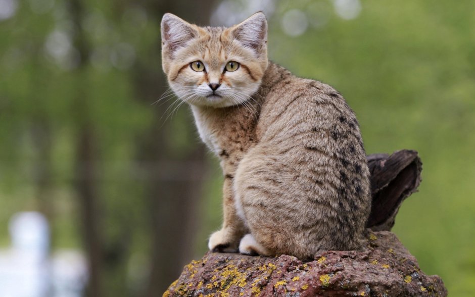 Дикая барханная кошка