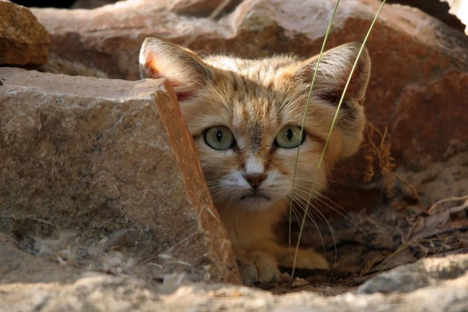 Барханный кот