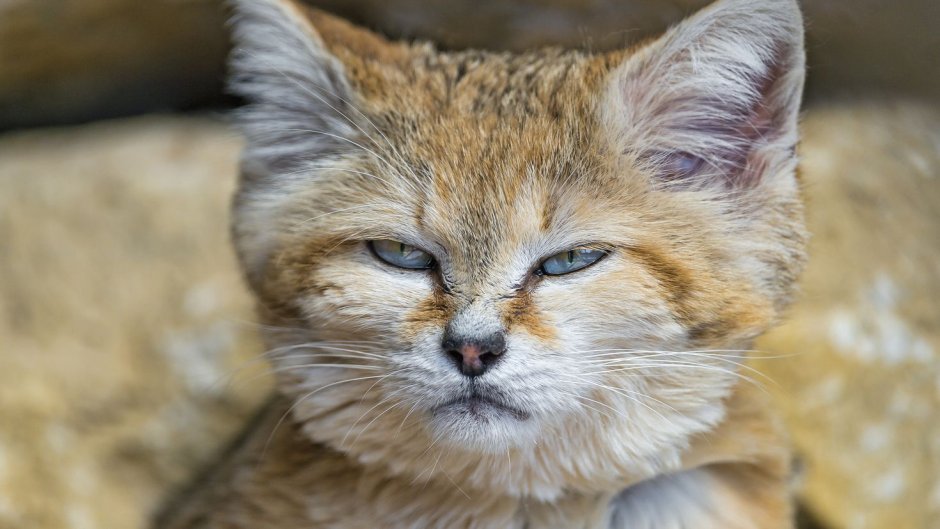 Барханный кот котята