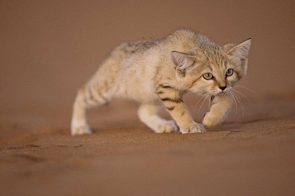 Барханный кот