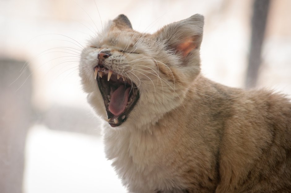 Кот в пустыне