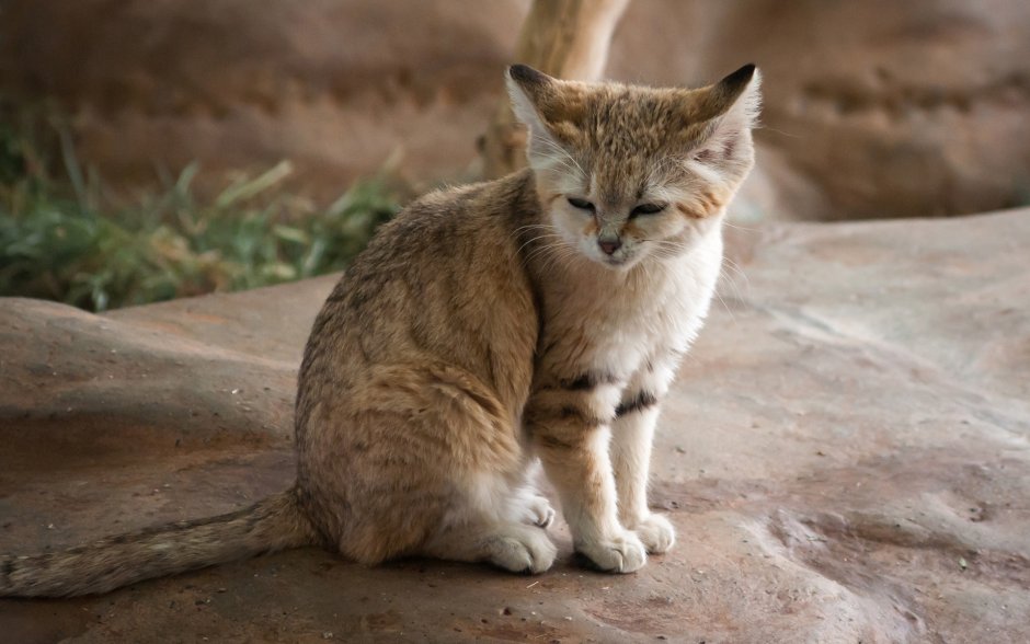 Хищный кот