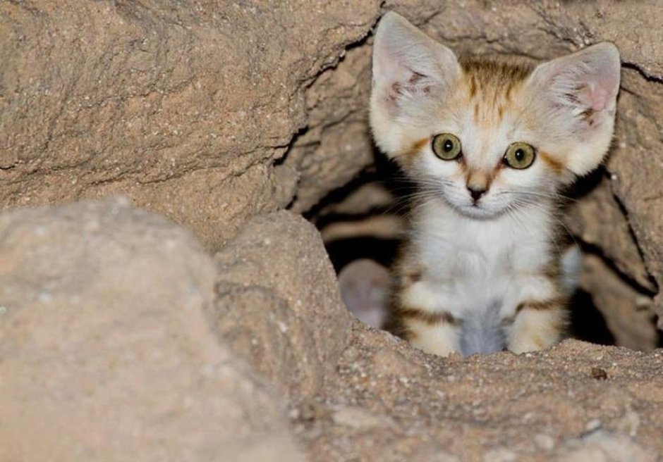 Барханный кот котята