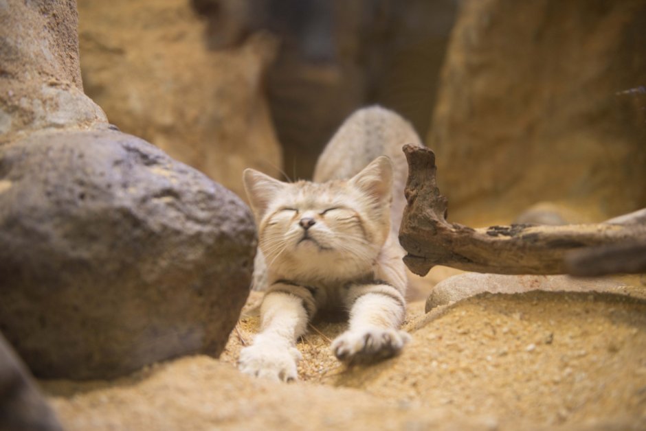 Барханный кот домашний