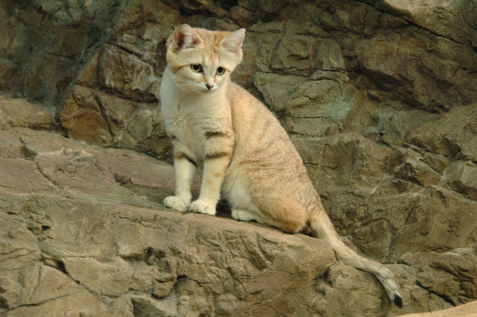 Африканский барханный кот