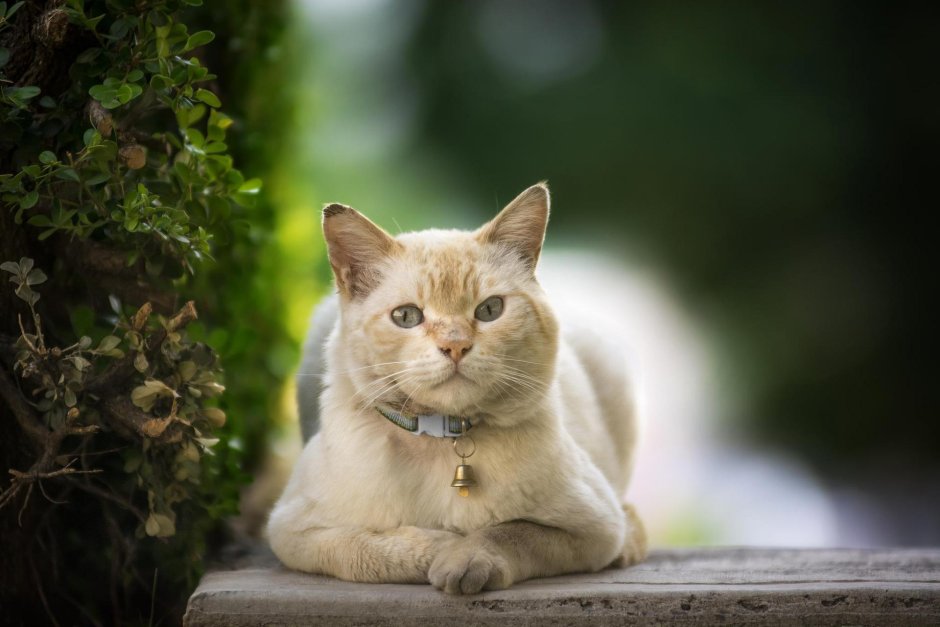 Красивые котики