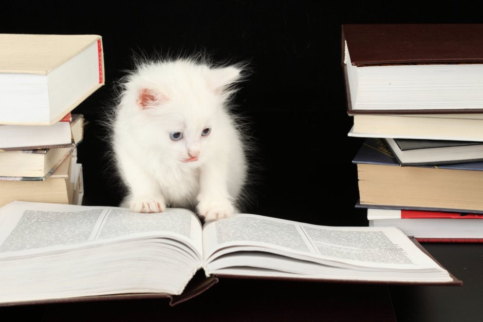 Книга котик