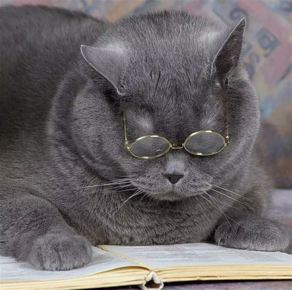 Британский кот ученый